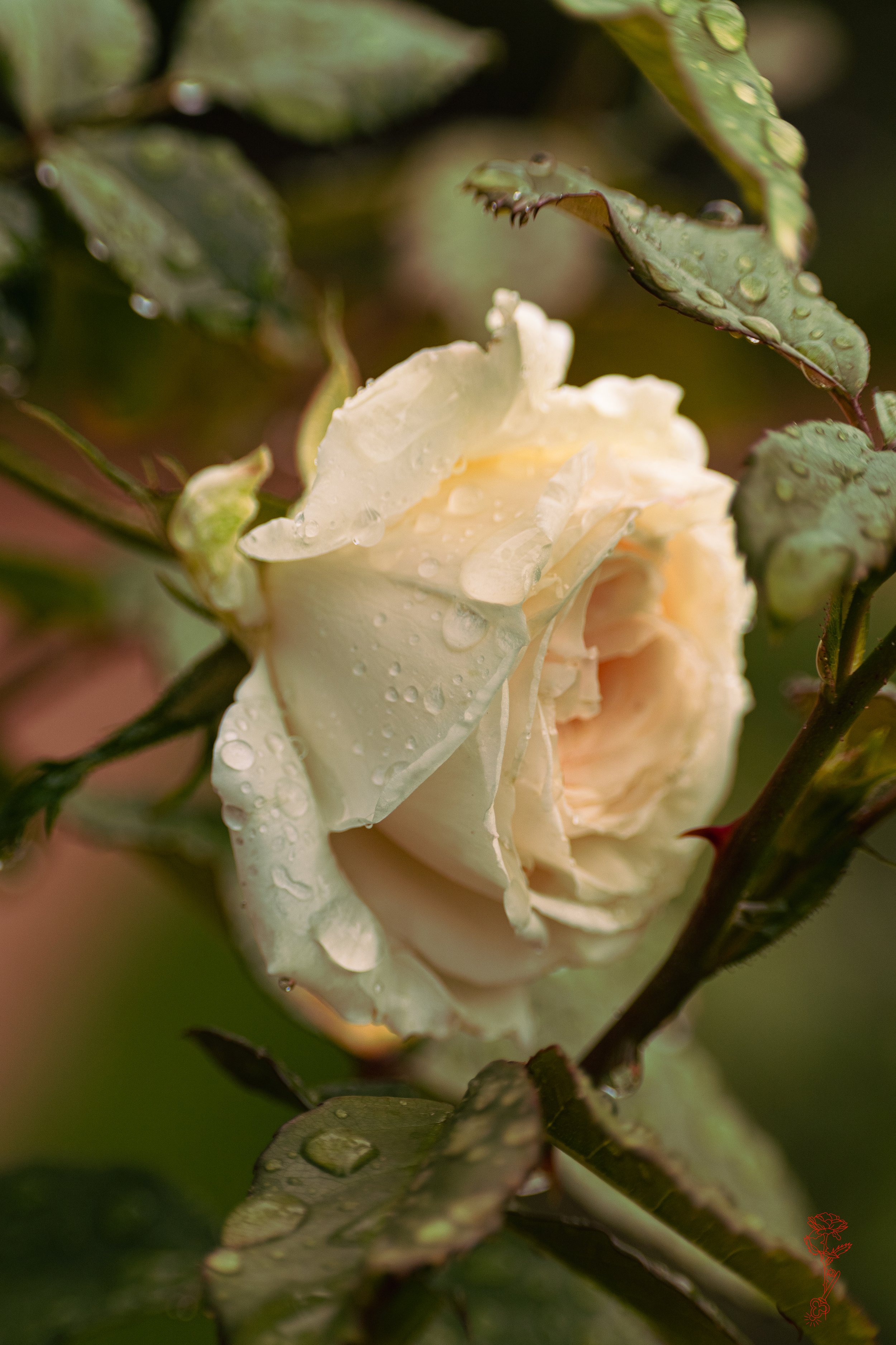 The Rose & The Thorn