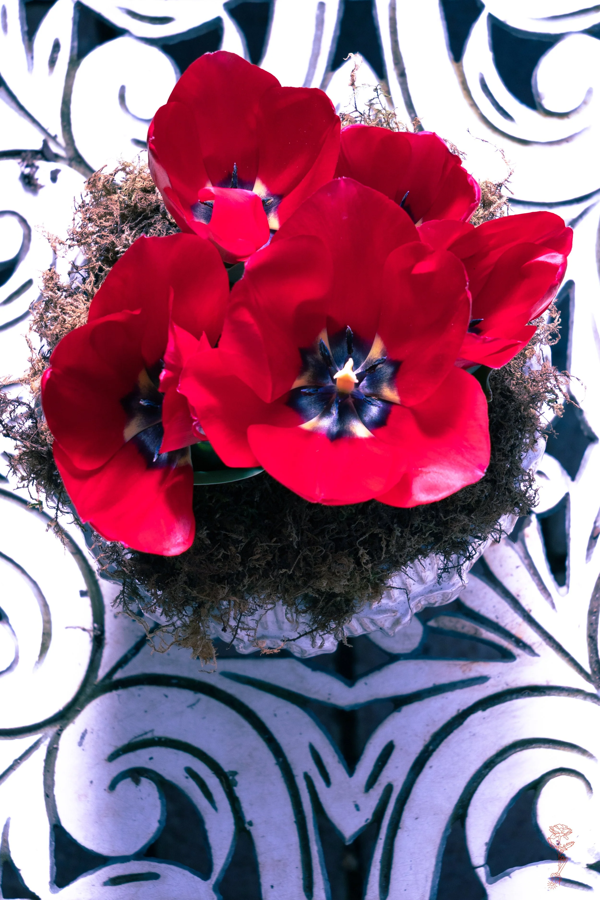 Potted Tulips on Table Card