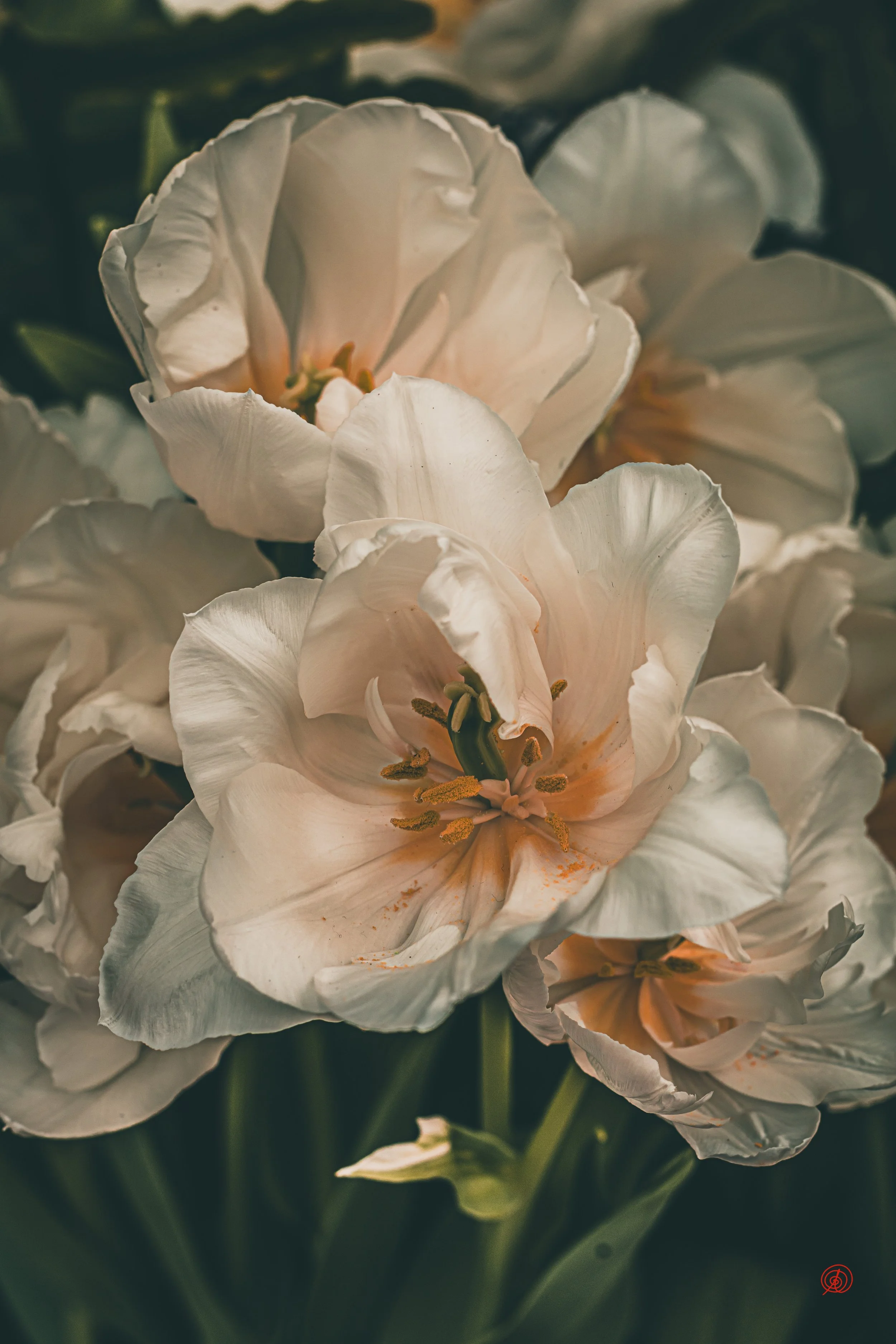 White Tulip Awakening
