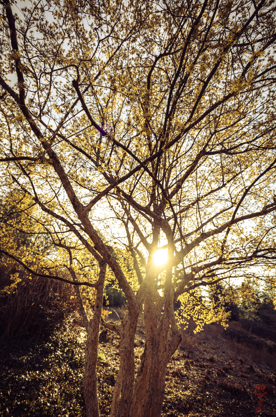 Golden Spring Moment Card