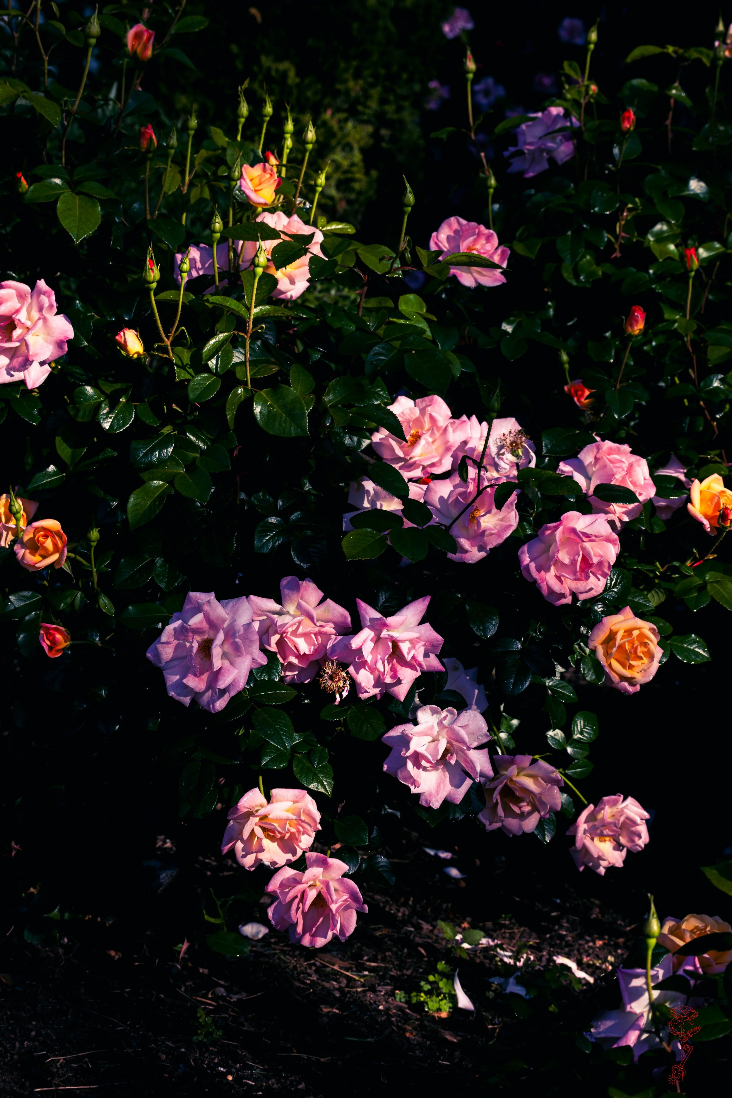 A Night Time Rose Drama .jpg