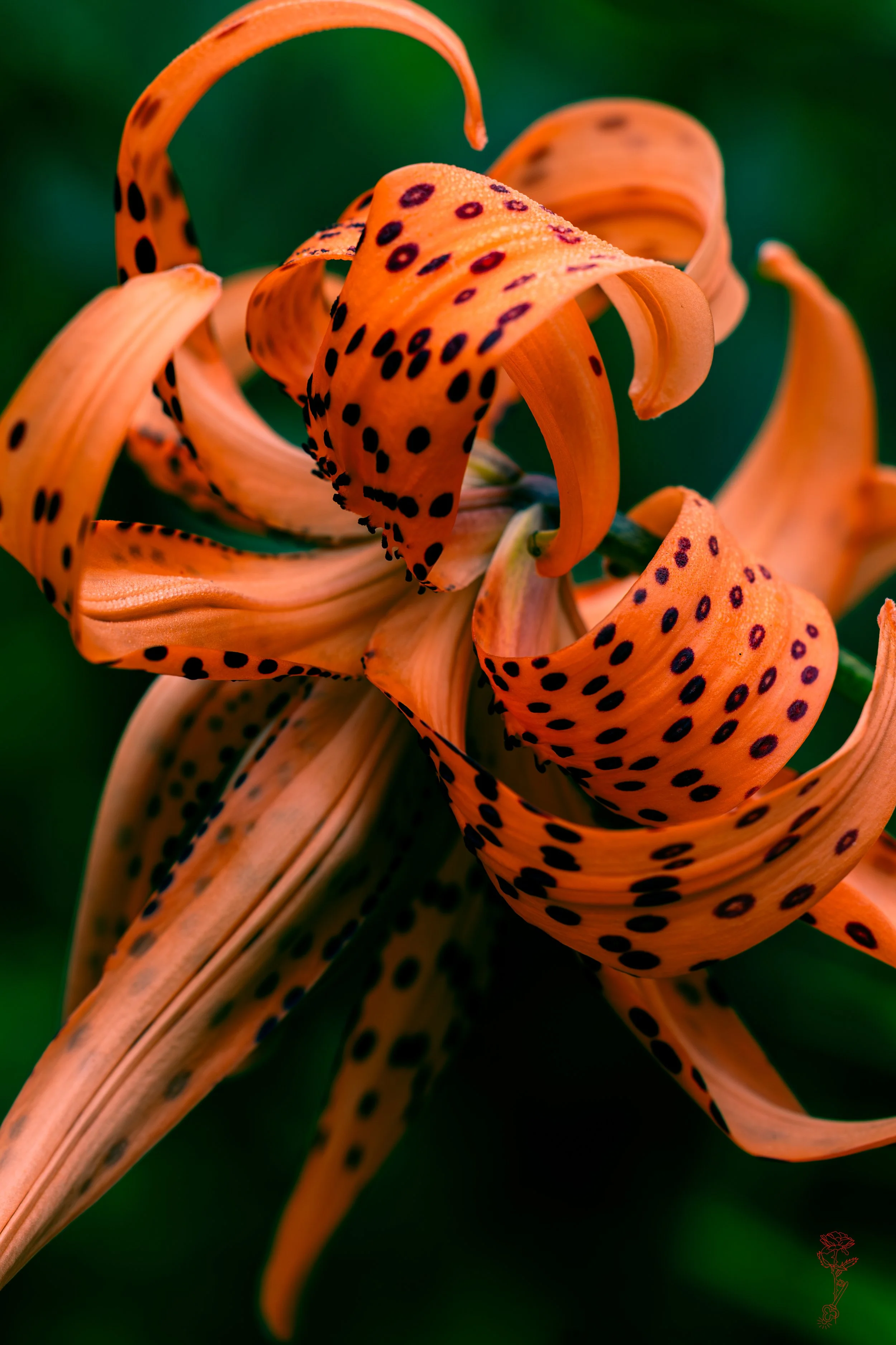 Tiger Lily Breath.jpg