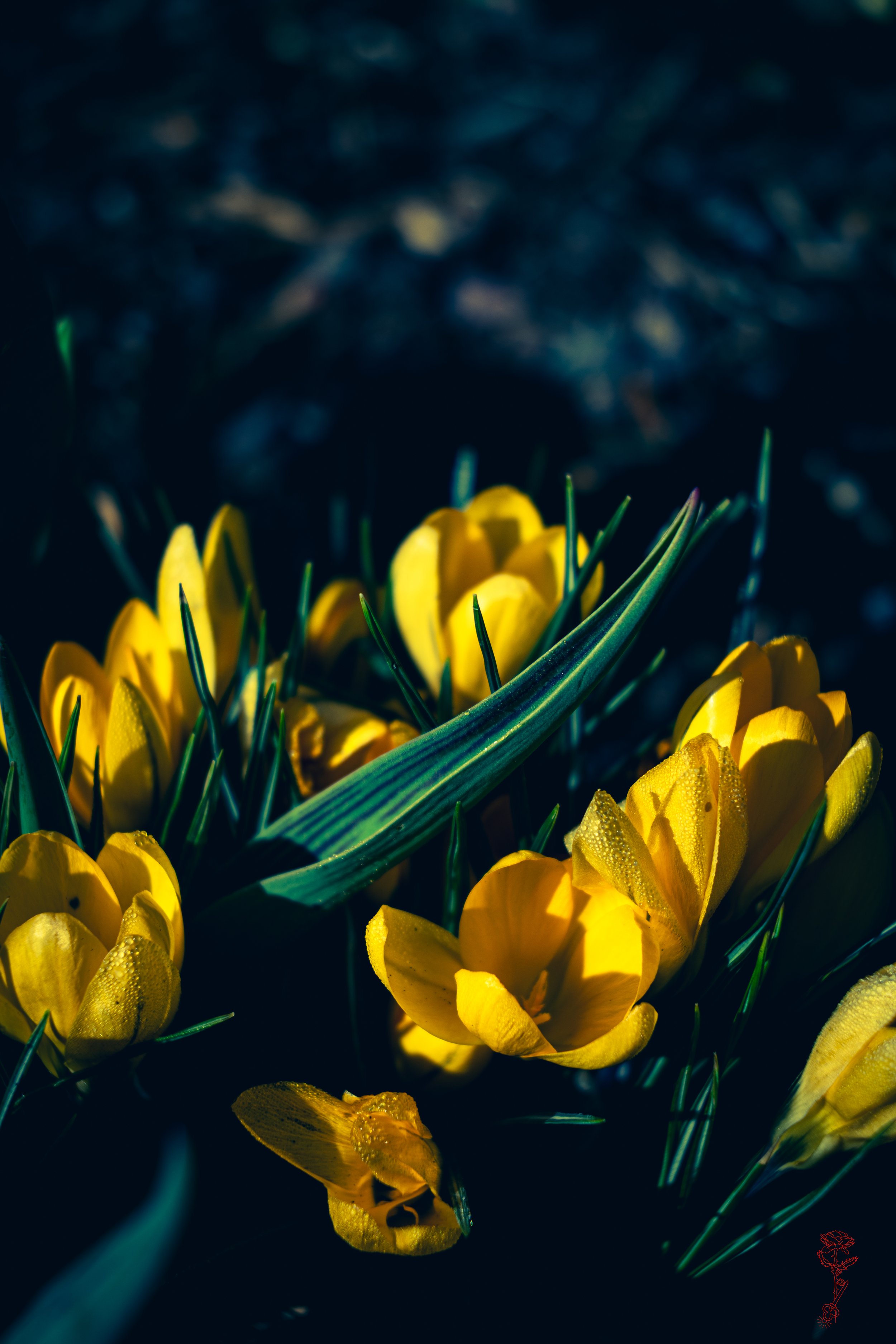 A Crocus Dark Night
