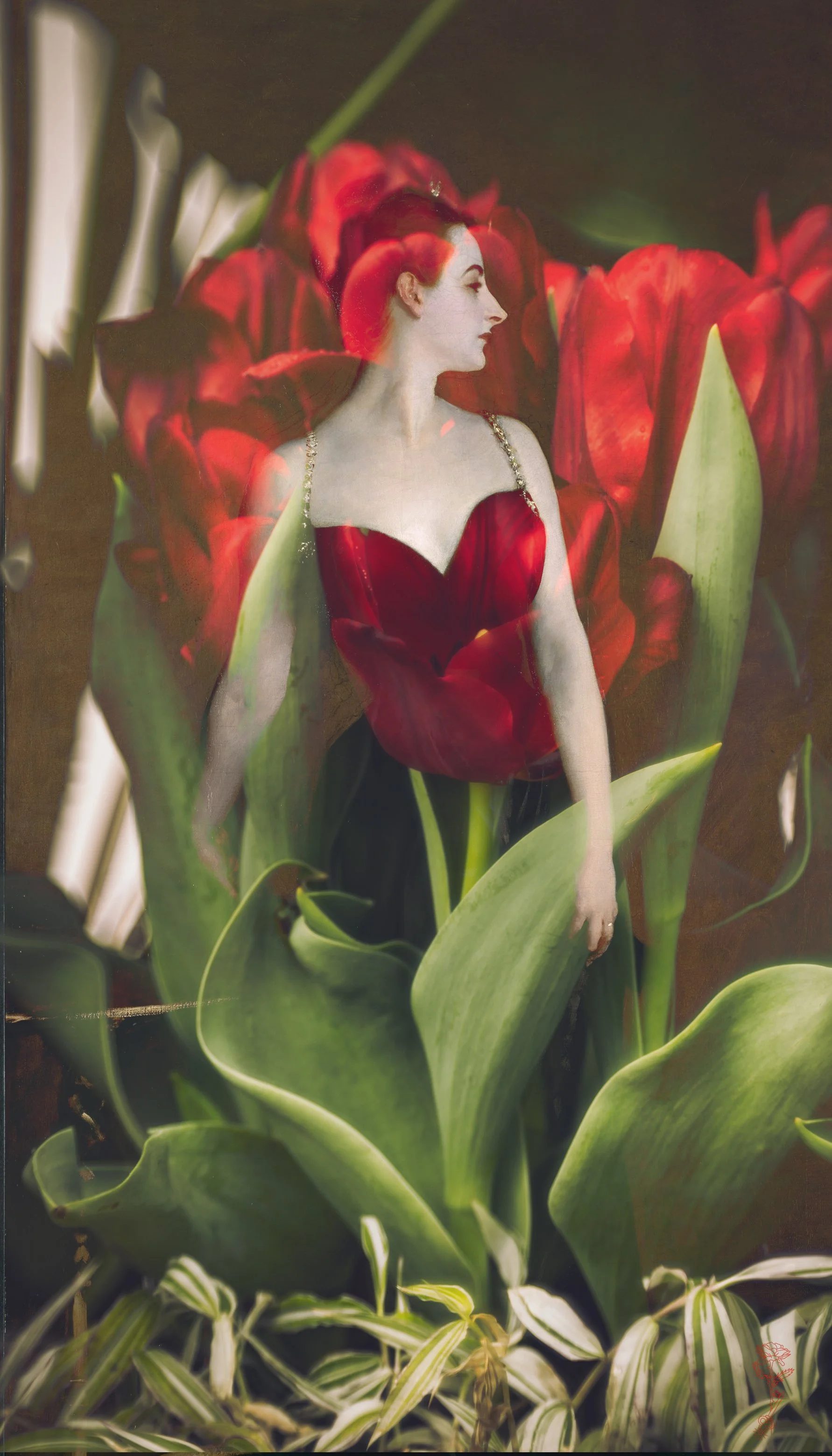 Madam X Red Tulip-2.jpg