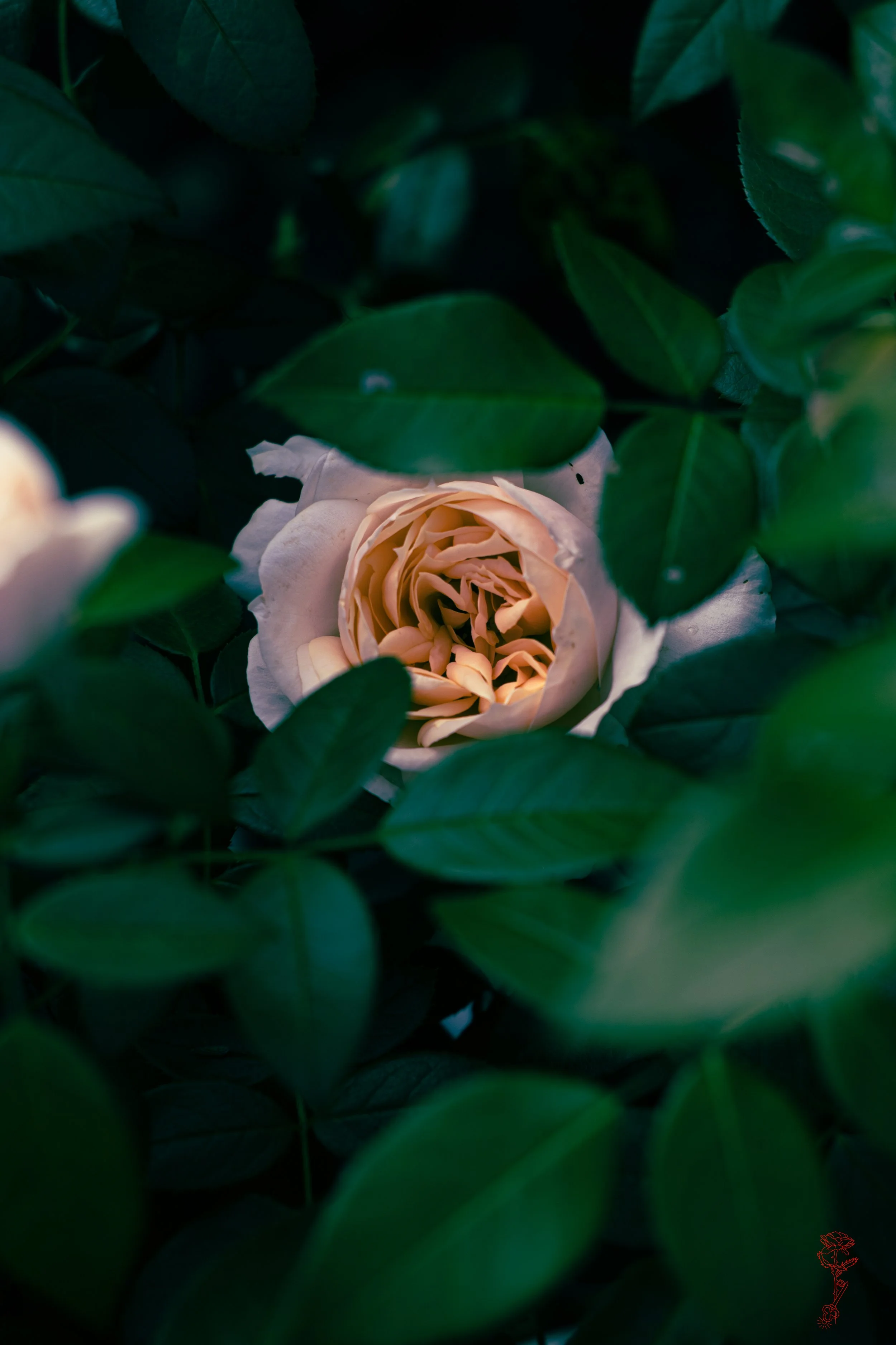 White Rose Mystery
