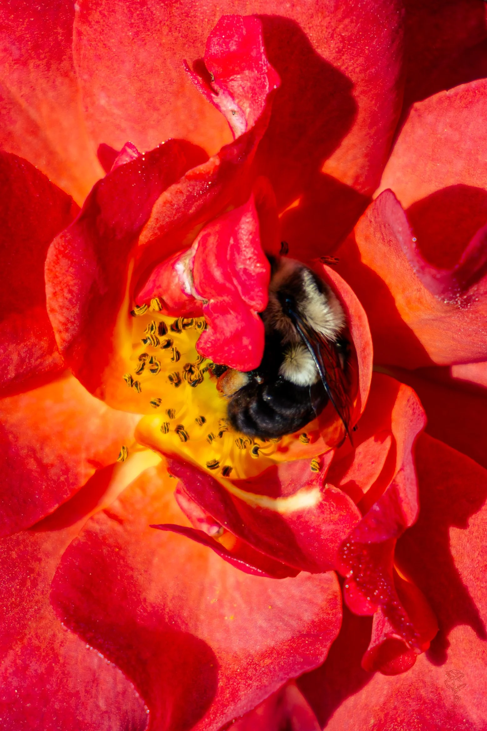 Cinco De Mayo Rose Bee Moment.jpg