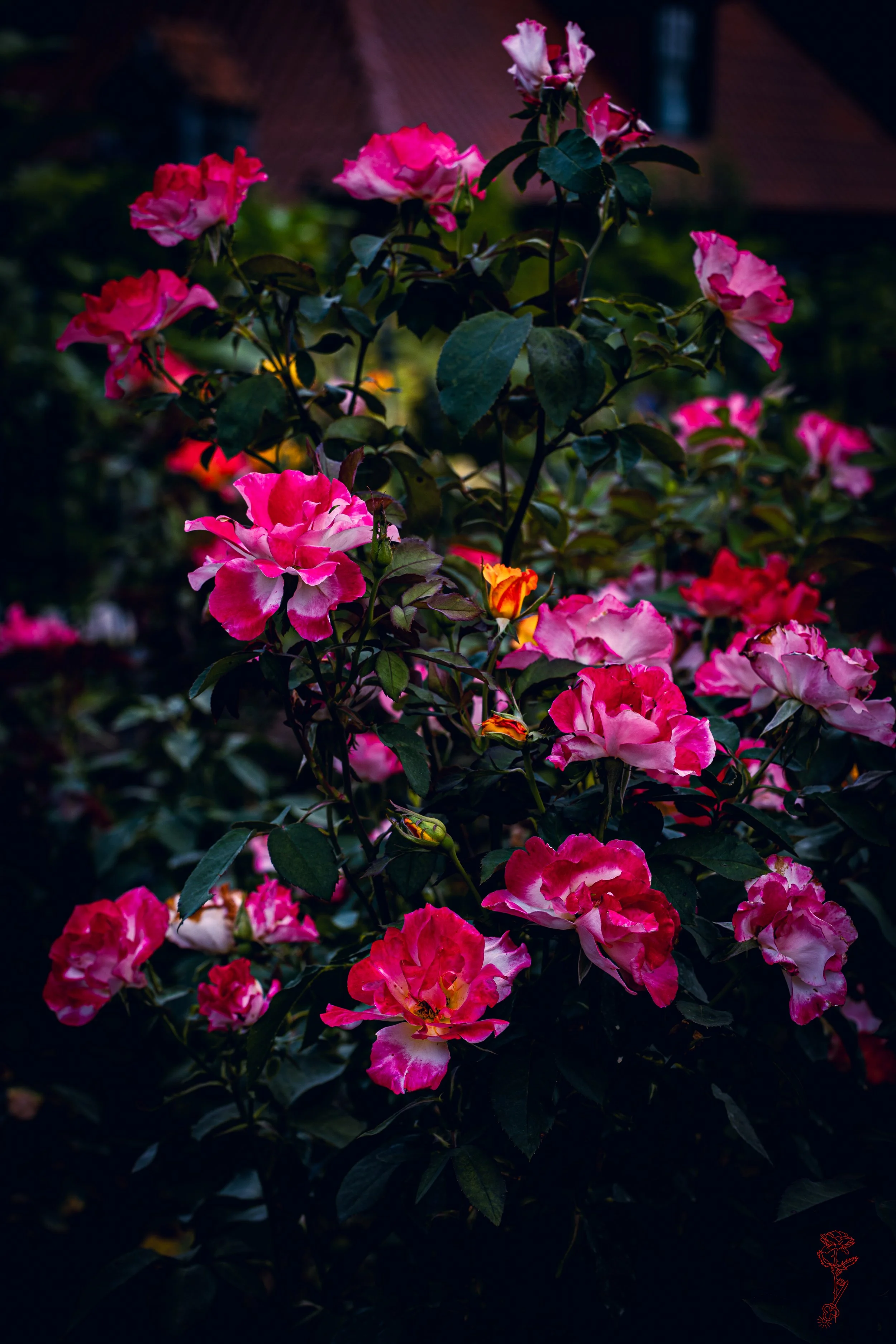 Rising Rose Collective .jpg