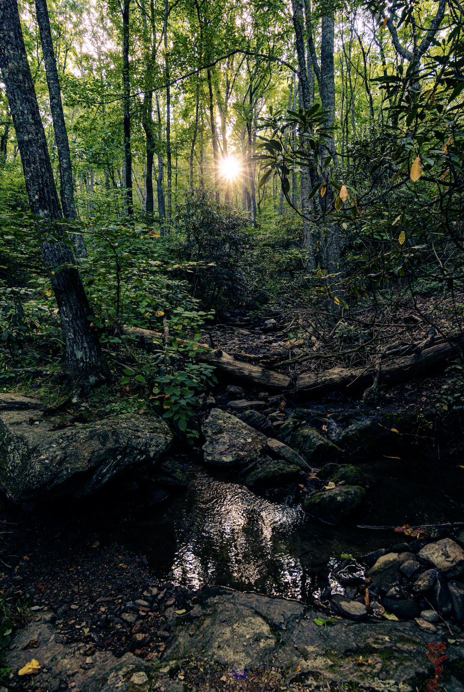 Soaking in Gratitude of Nature