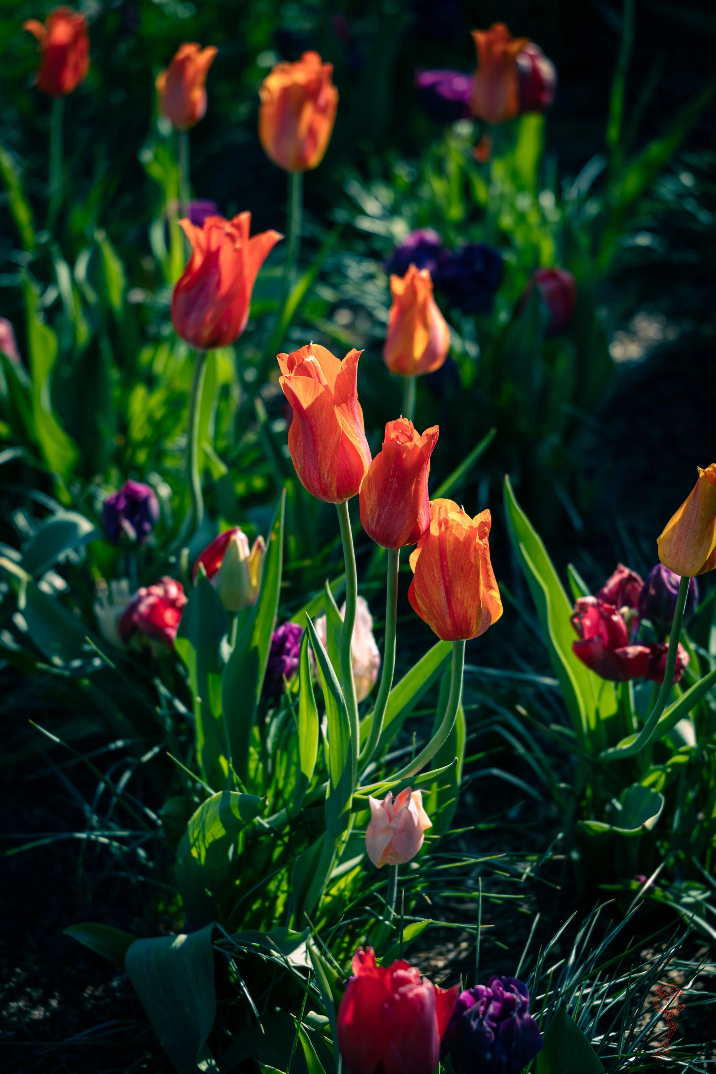 Tulip Spring Fire.jpg