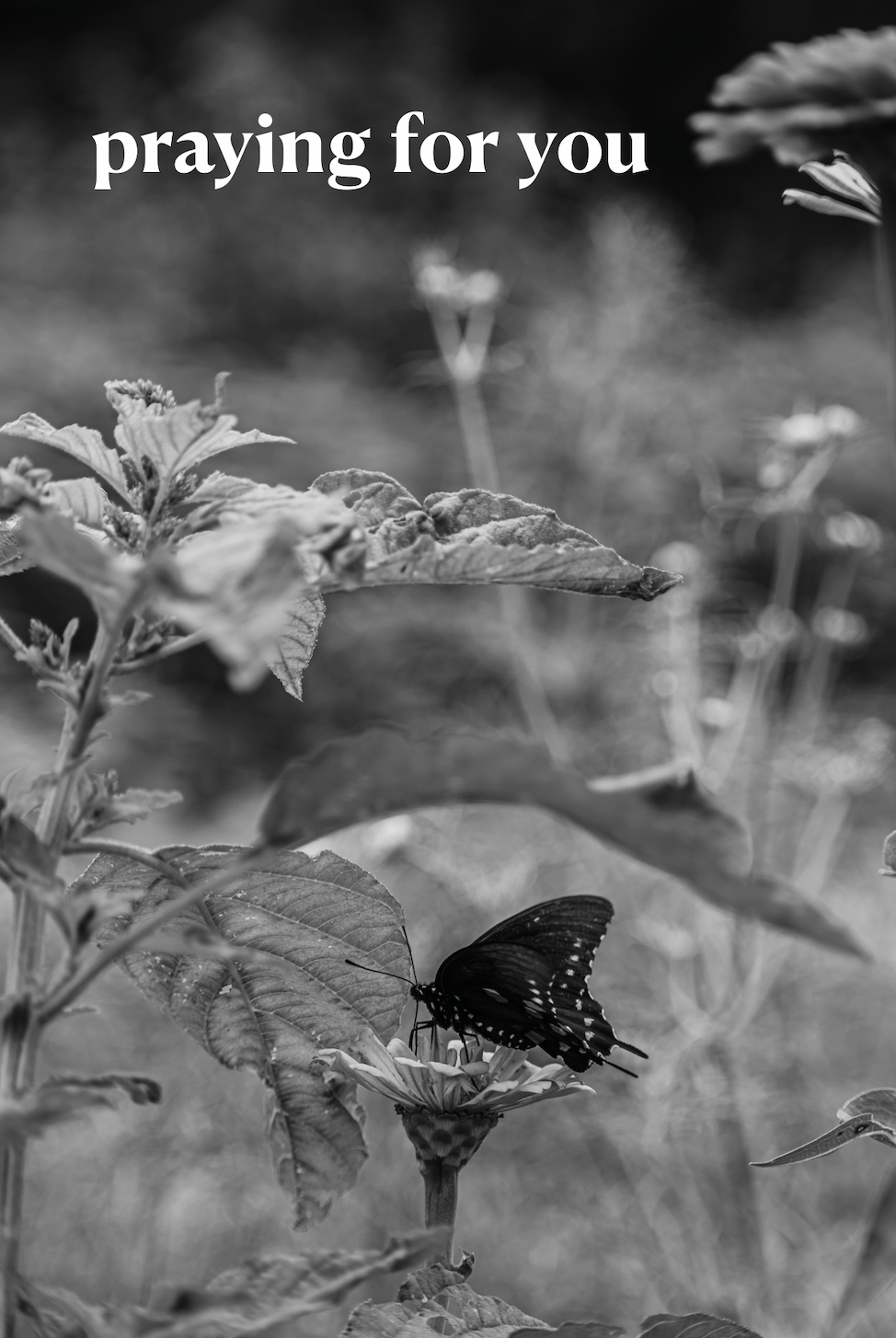 Screenshot 2026-01-15 at 3.45.26 PM.png