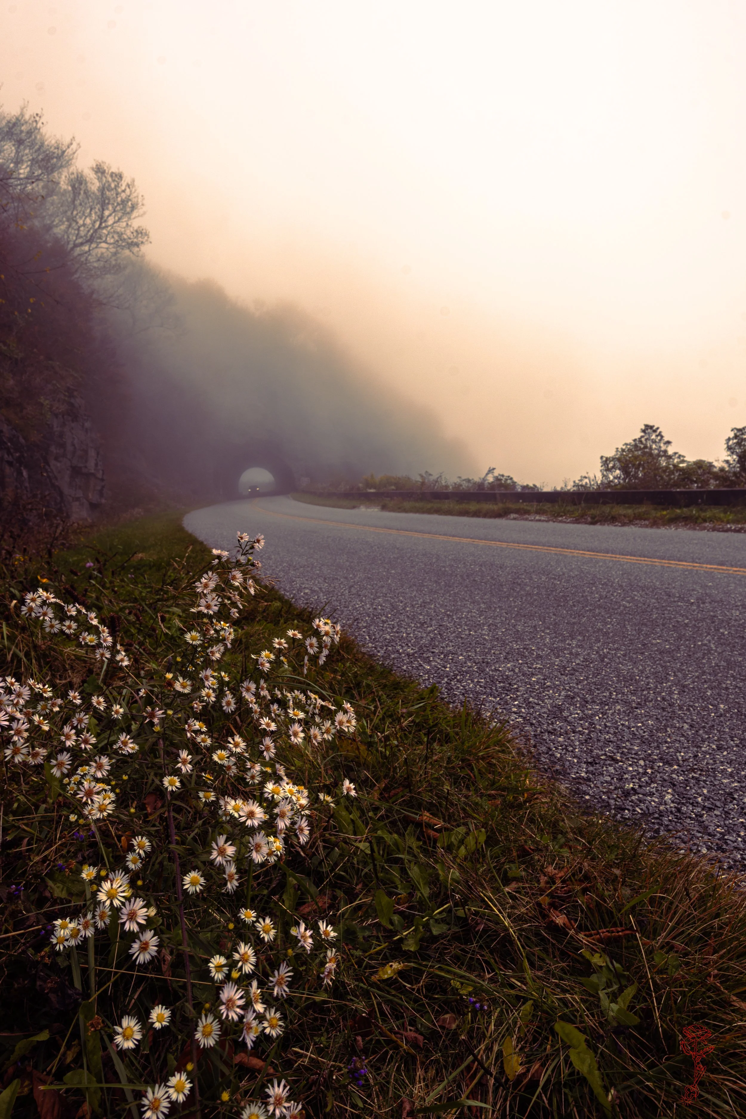 Wildflower Tunnel Moment.jpg