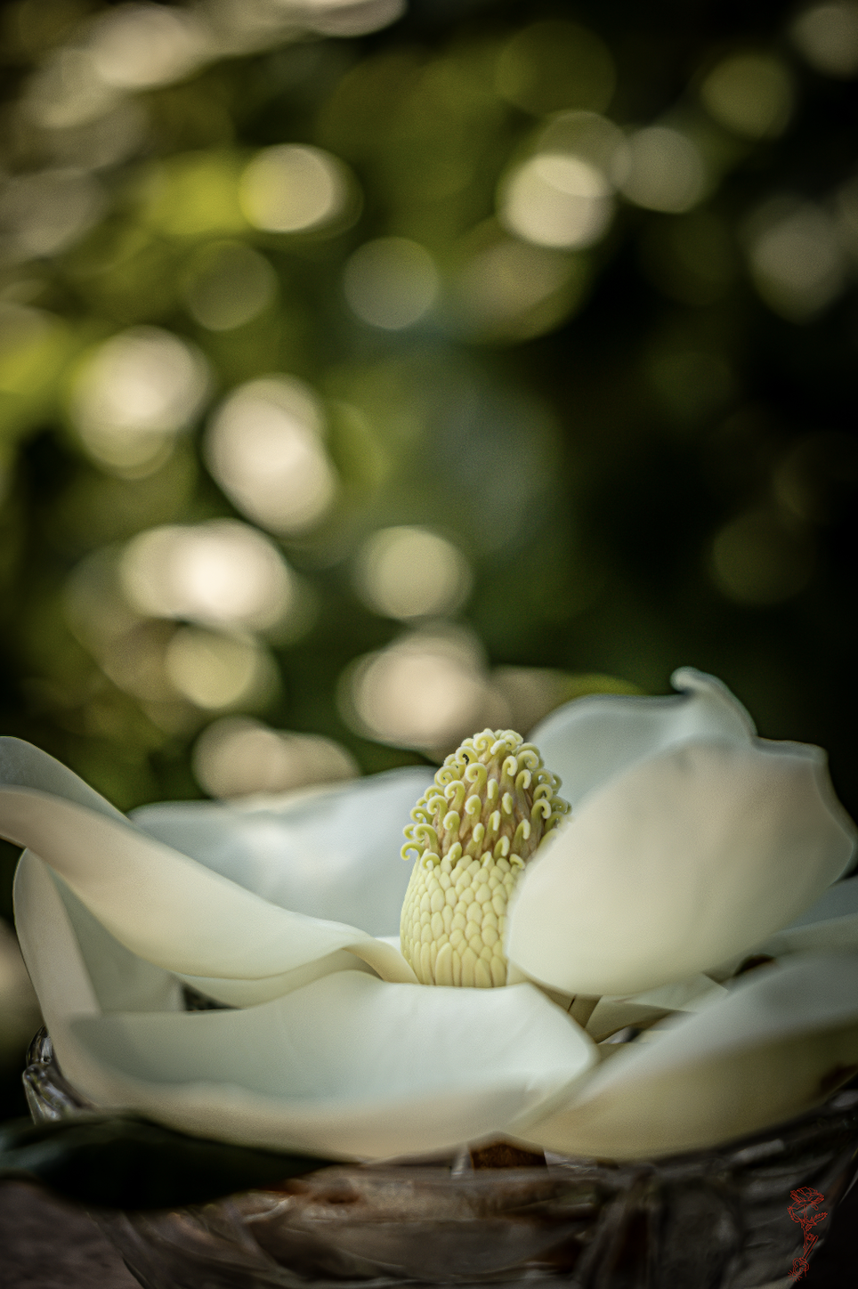 Magnolia Dream (River Linen Card)