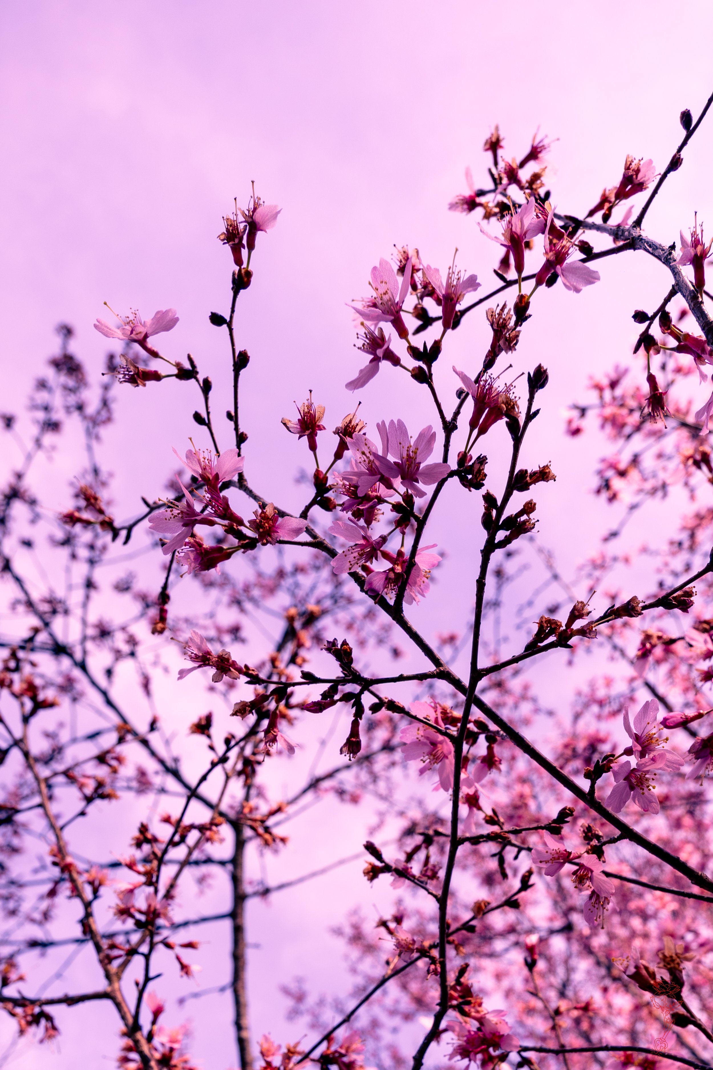 Pink Dream Spring Card