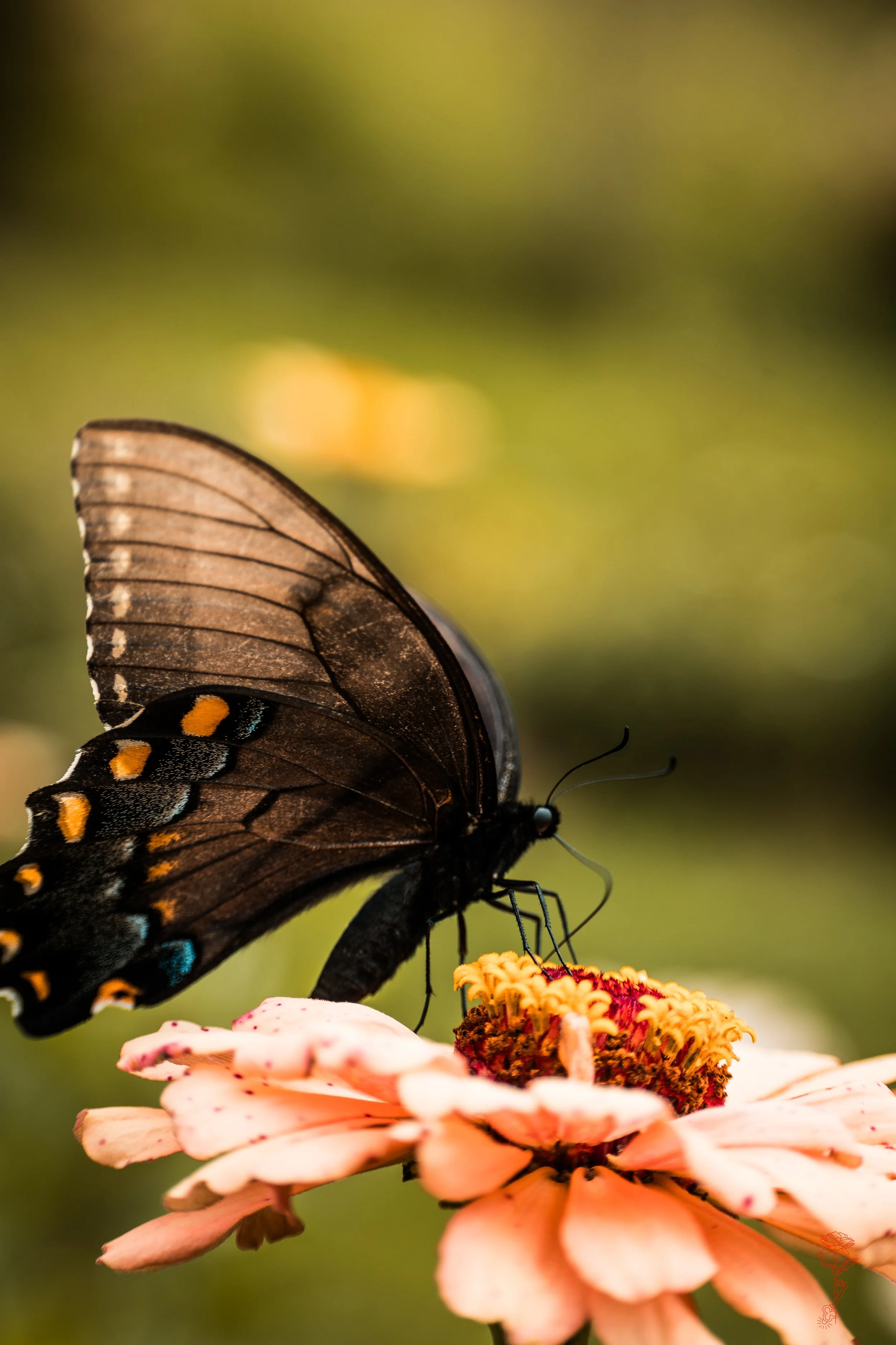 Butterfly Energy Canvas Print (Museum Quality)