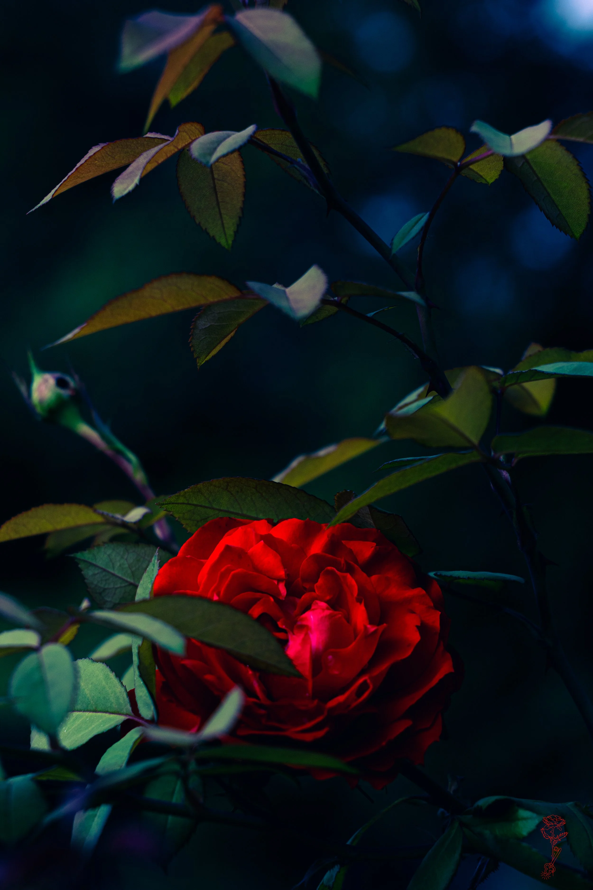 Red Rose Leaves Breath