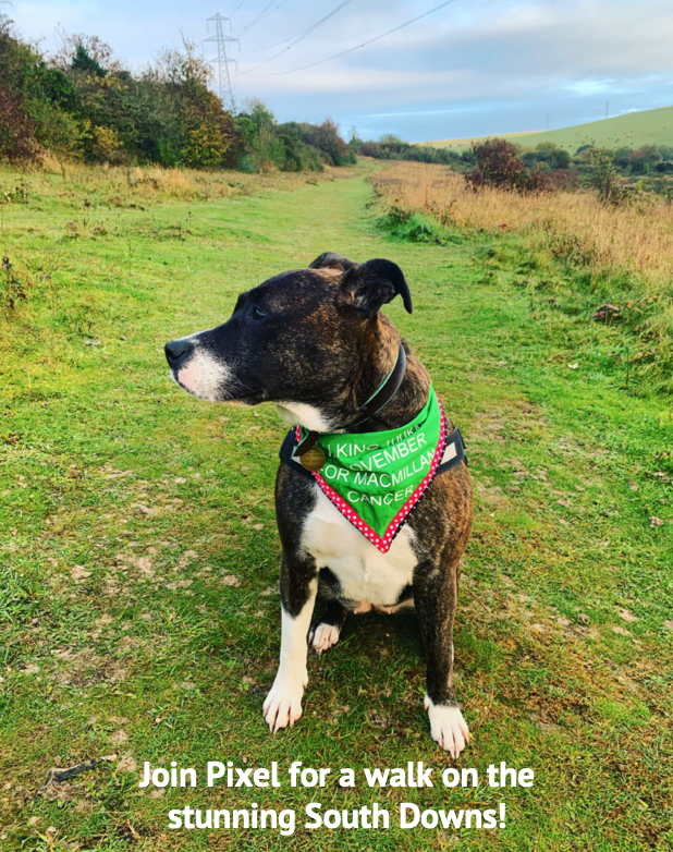 Join Pixel for a walk on the South Downs