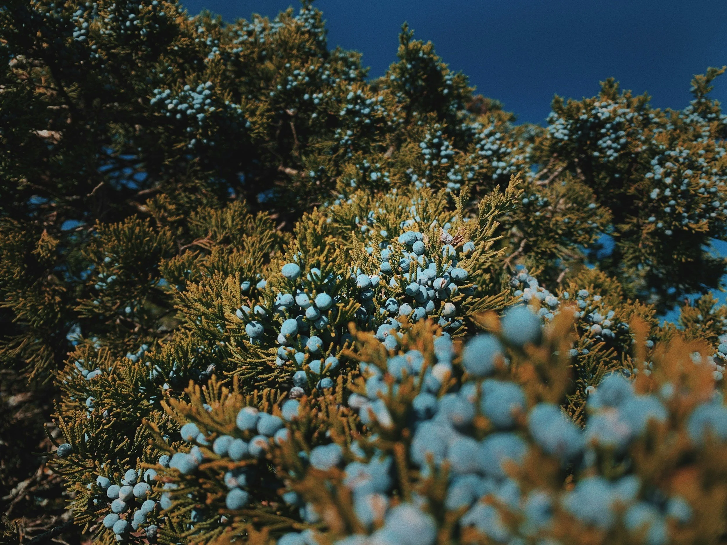 Image of a Juniper plant