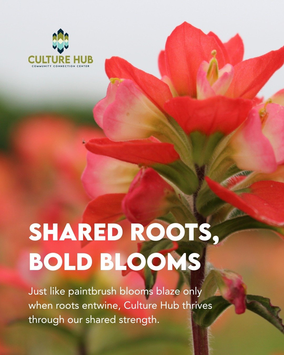 🌾 Swipe to explore the story of the prairie paintbrush&mdash;and how its wisdom ignites our community at Culture Hub Collective!

From the genus Castilleja&mdash;named for a Spanish botanist&mdash;to the bright &ldquo;dipped-in-paint&rdquo; bracts e