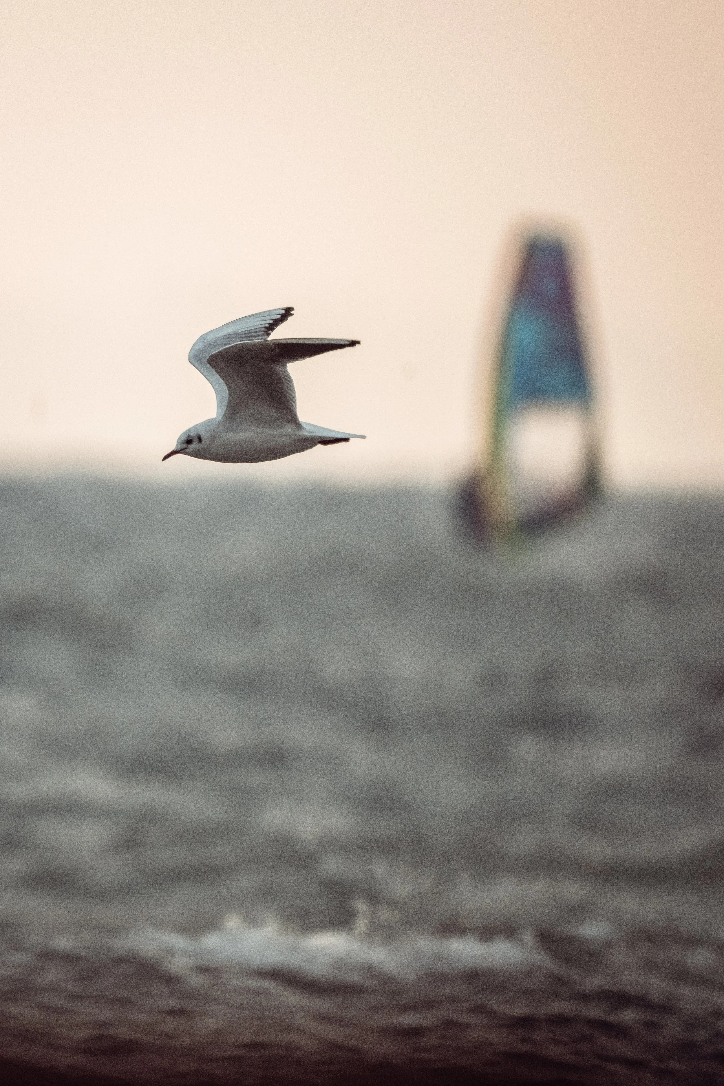 Guxi Windsurf Winter Session (55 von 129).jpg