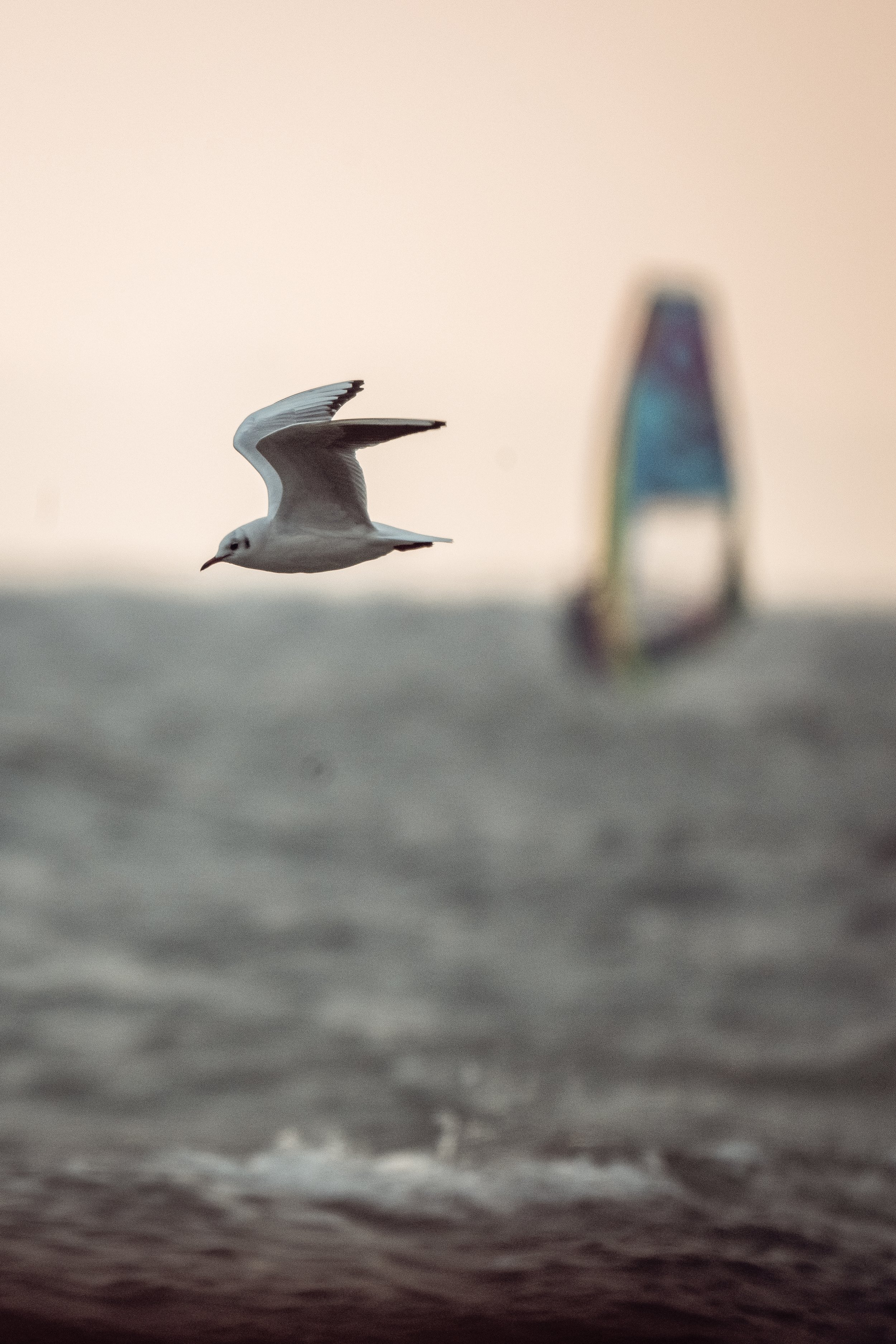 Guxi Windsurf Winter Session (55 von 129).jpg