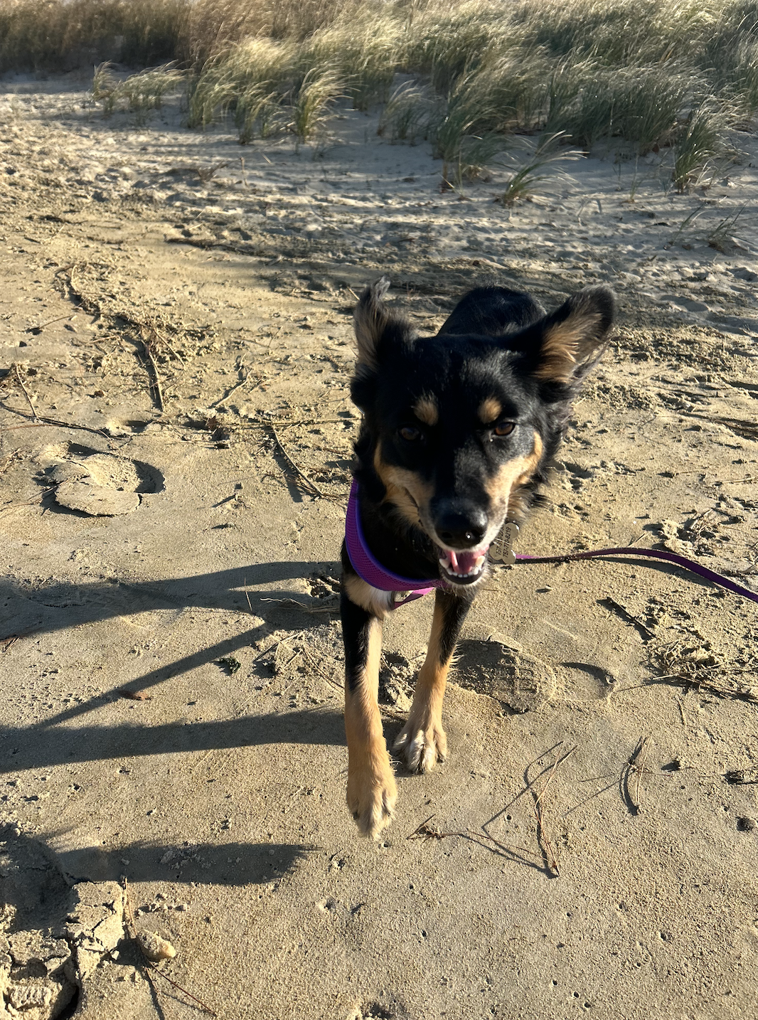 My sister got a dog recently (making me dog aunt) and it's become one of my main personality traits.