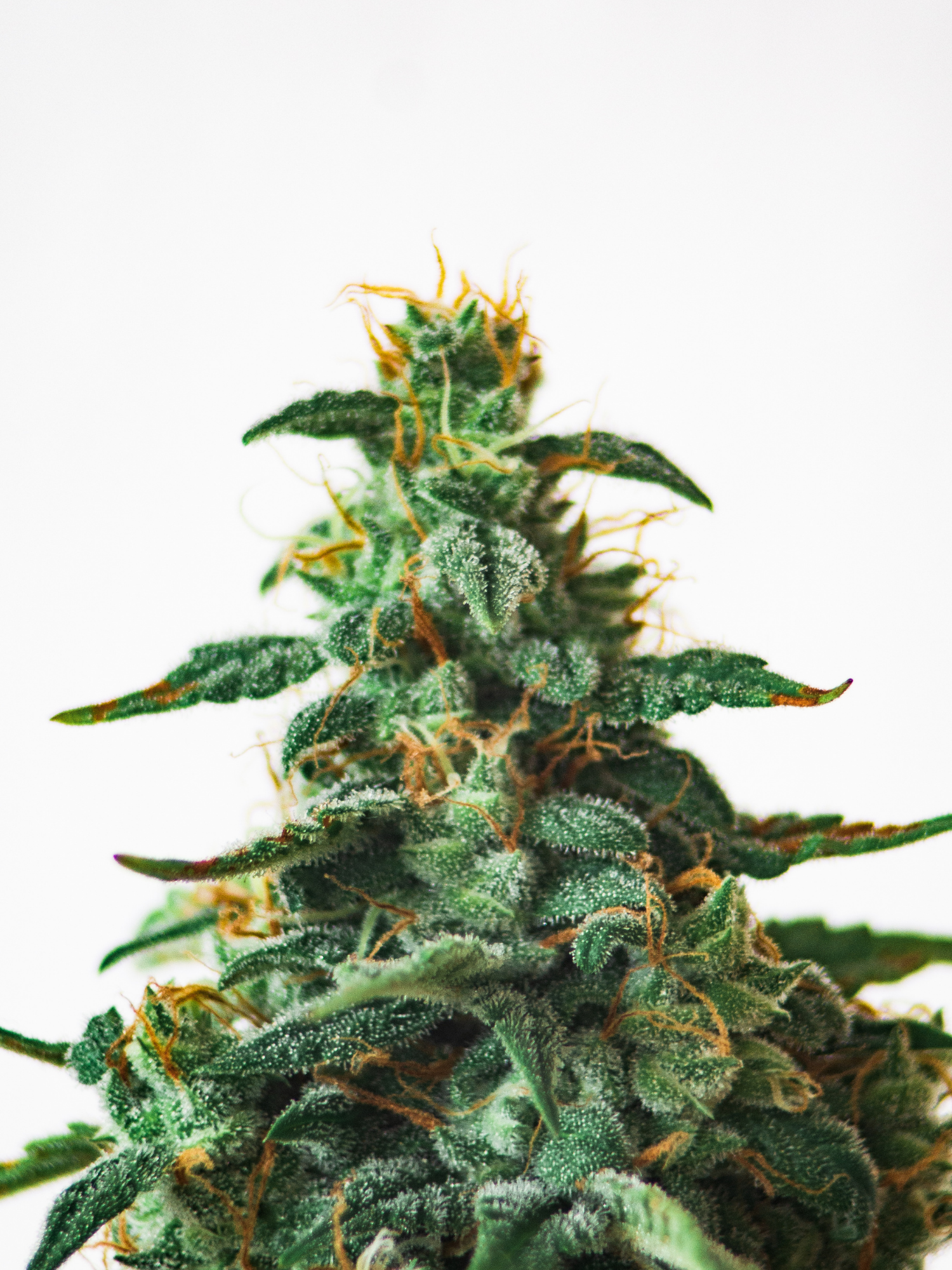 THC, Delta-8, and Minor Cannabinoids: What’s the Difference and Why It Matters