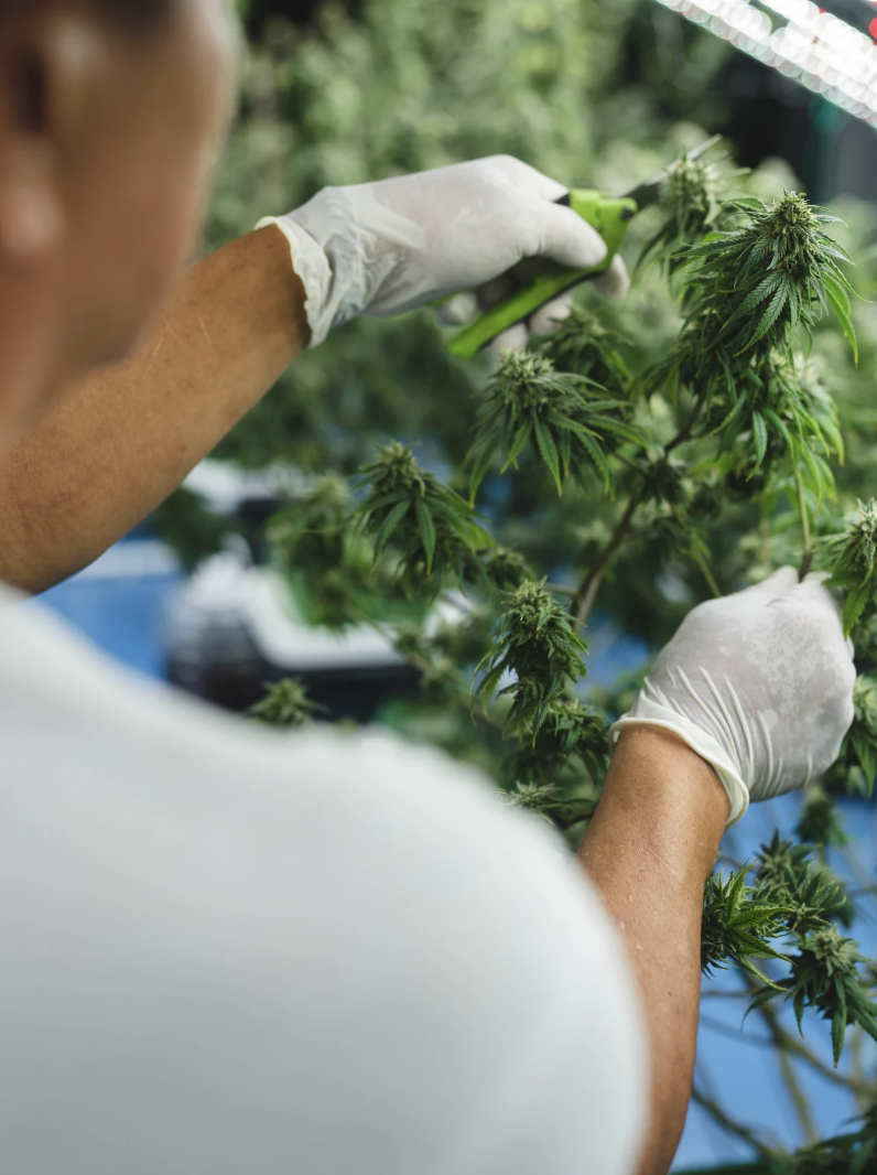 Rescheduling and What It Means for Cannabis Studies