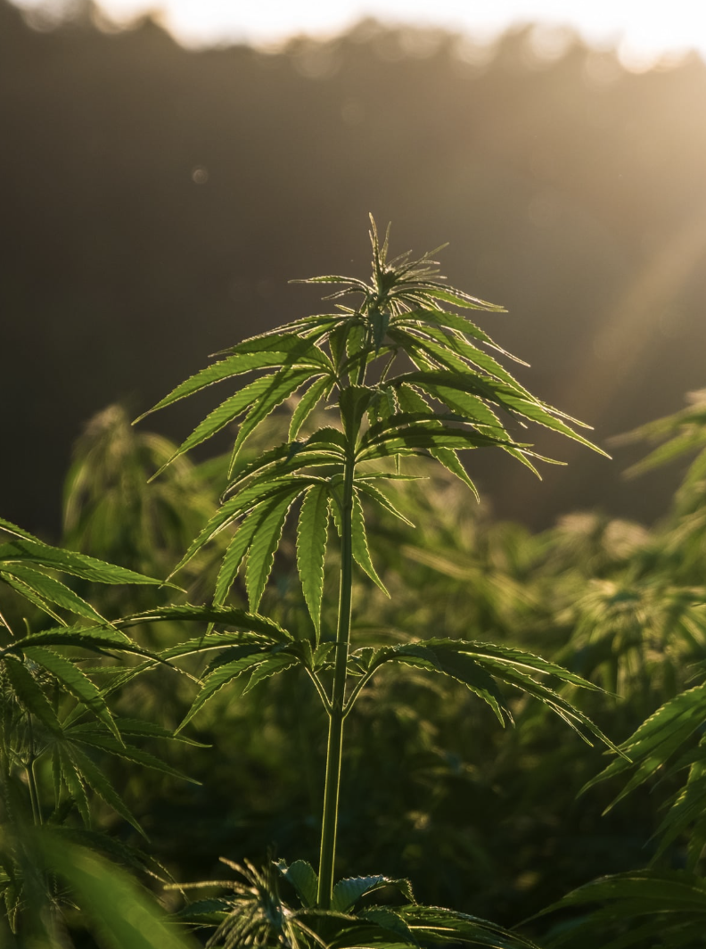 The State of Hemp in 2026: A Market in Transition