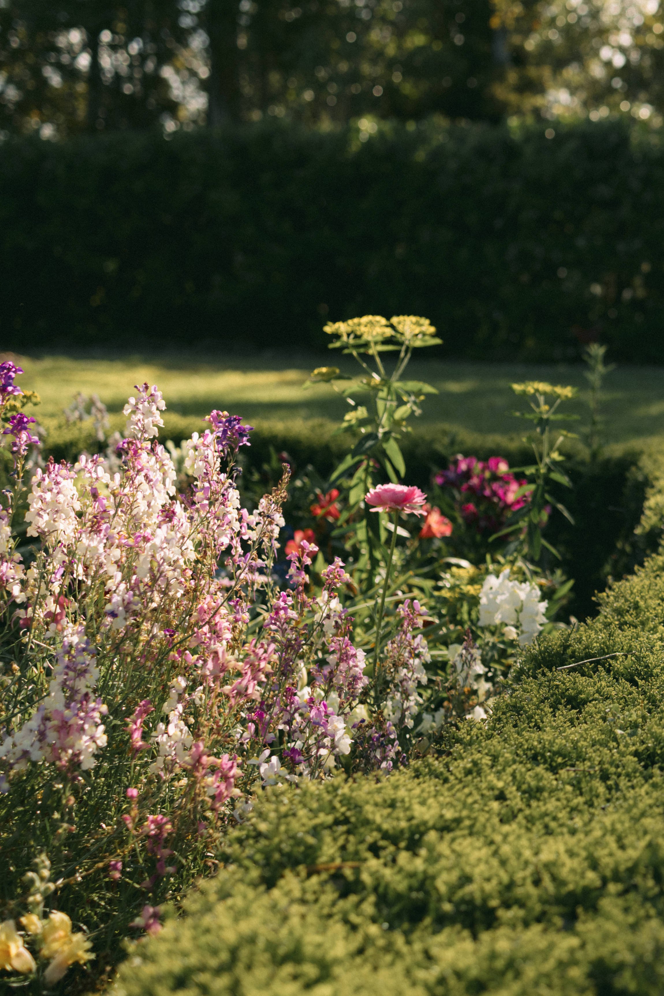 Flower farm ~ Bec Zacher Photo & Films-6.jpg