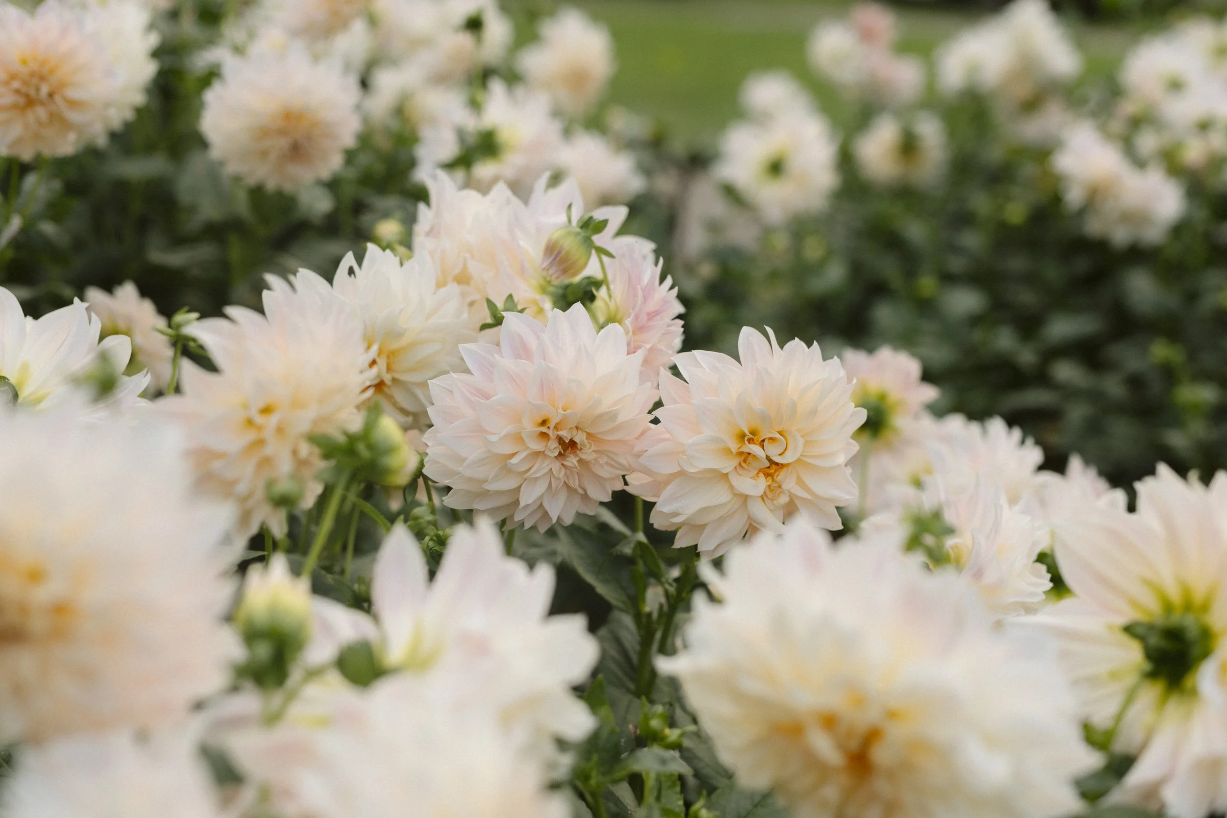 Hannah Garth Dahlias ~ Bec Zacher Photo-144.jpg