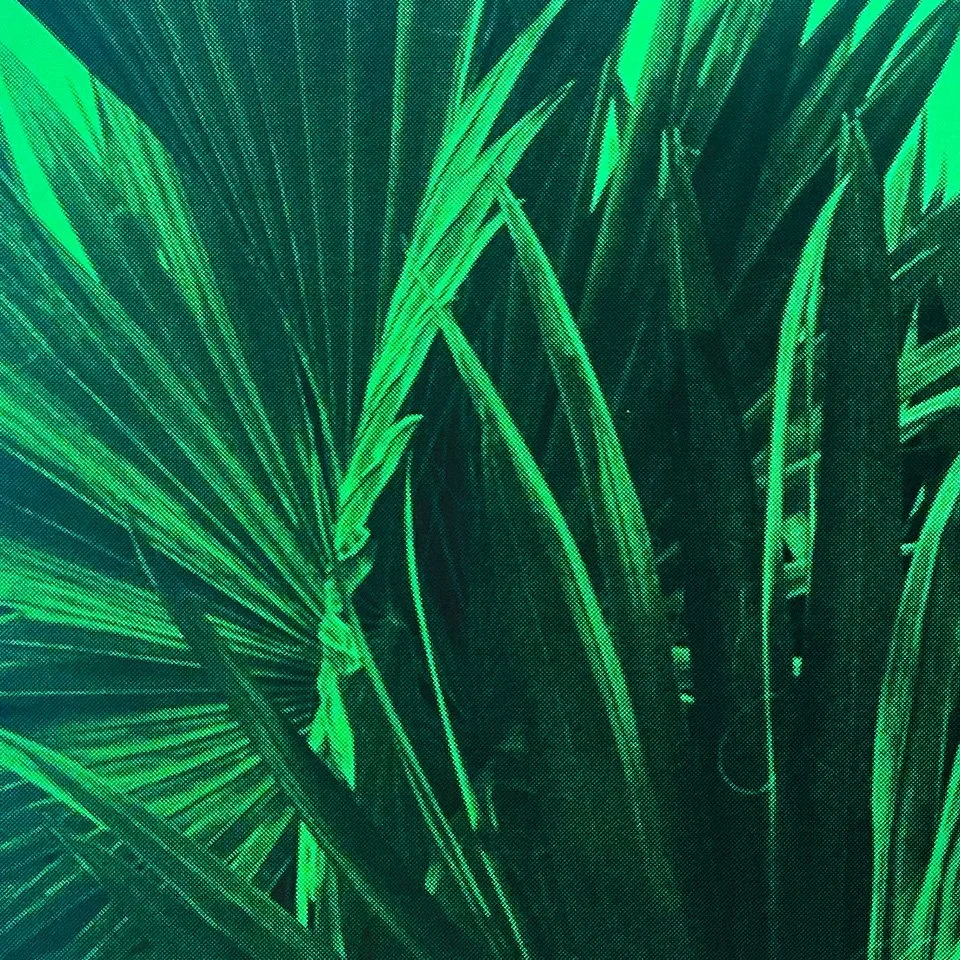 brume de palmiers sous un ciel vert
