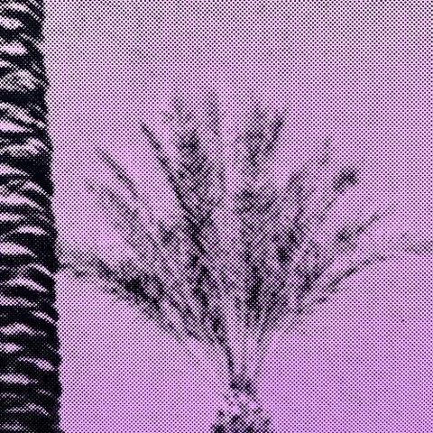 StoneGallery - stonesilkscreens - Contemporary - Art Studio - Art Gallery - Palm Springs - California - Home Page - Plum - Palm Haze - come by to visit the gallery