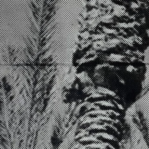 StoneGallery - stonesilkscreens - Contemporary - Art Studio - Art Gallery - Palm Springs - California - Shop Page - 2TONE palm haze - come by to visit the gallery