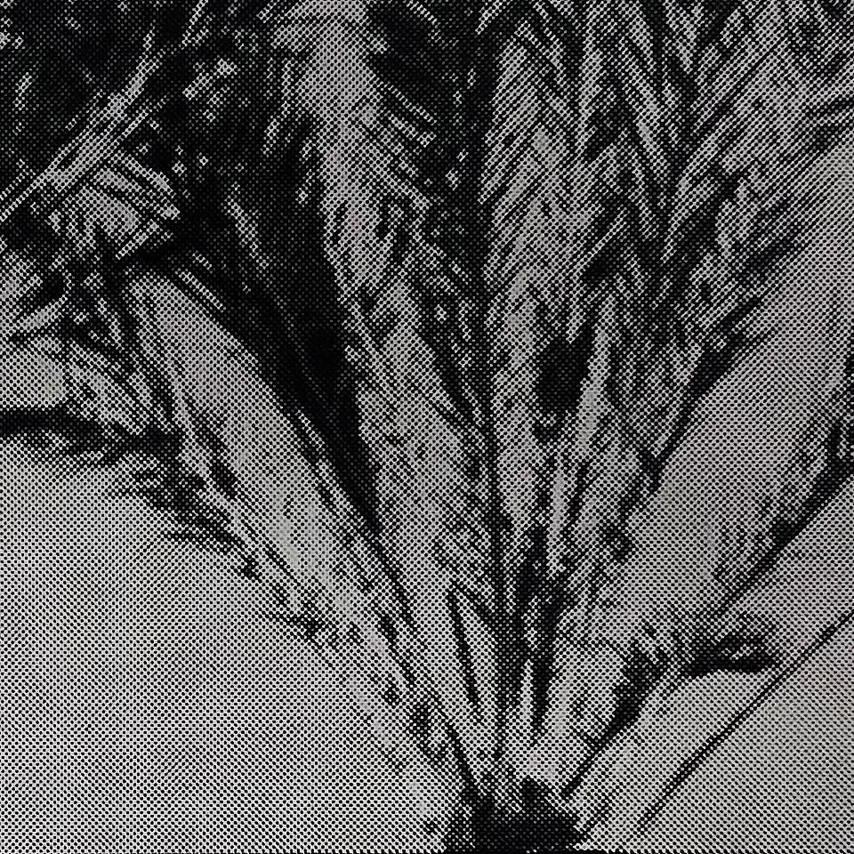 StoneGallery-stonesilkscreens-Contemporary-ArtStudio-ArtGallery-PalmSprings-California-Shop-2TONE-PalmTree-portrait-9.jpg