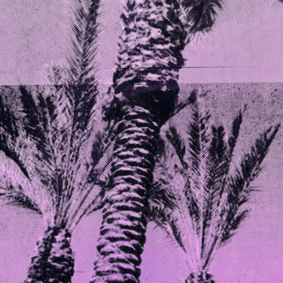 StoneGallery-stonesilkscreens-Contemporary-ArtStudio-ArtGallery-PalmSprings-California-Shop-plum-PalmTree-portrait-5.jpg