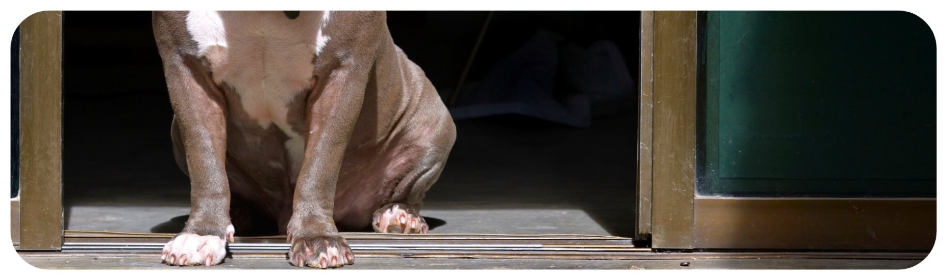 Dog standing in a doorway, representing Iowa dog bite injury cases involving owner responsibility and dangerous animal behavior.