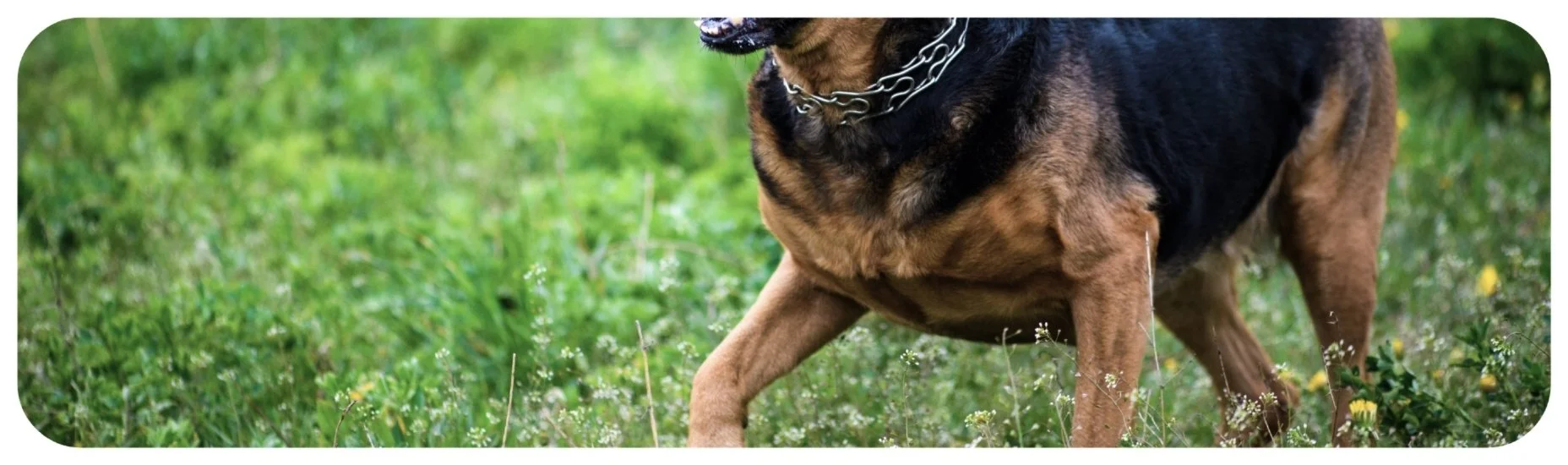 Restrained dog outdoors, representing Iowa dog bite injury cases involving failure to properly restrain or control a dangerous dog.