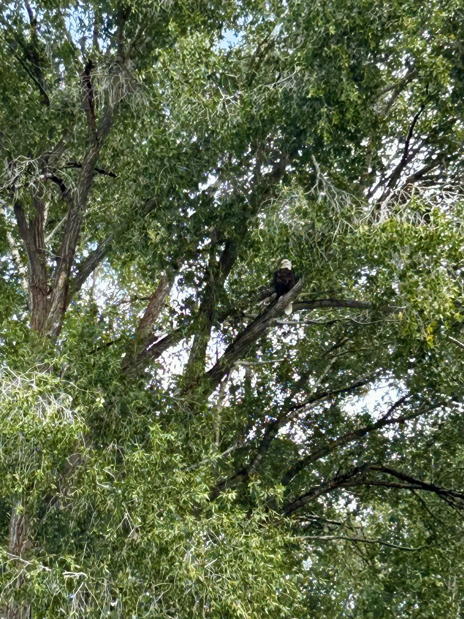 IMG_6367.jpeg