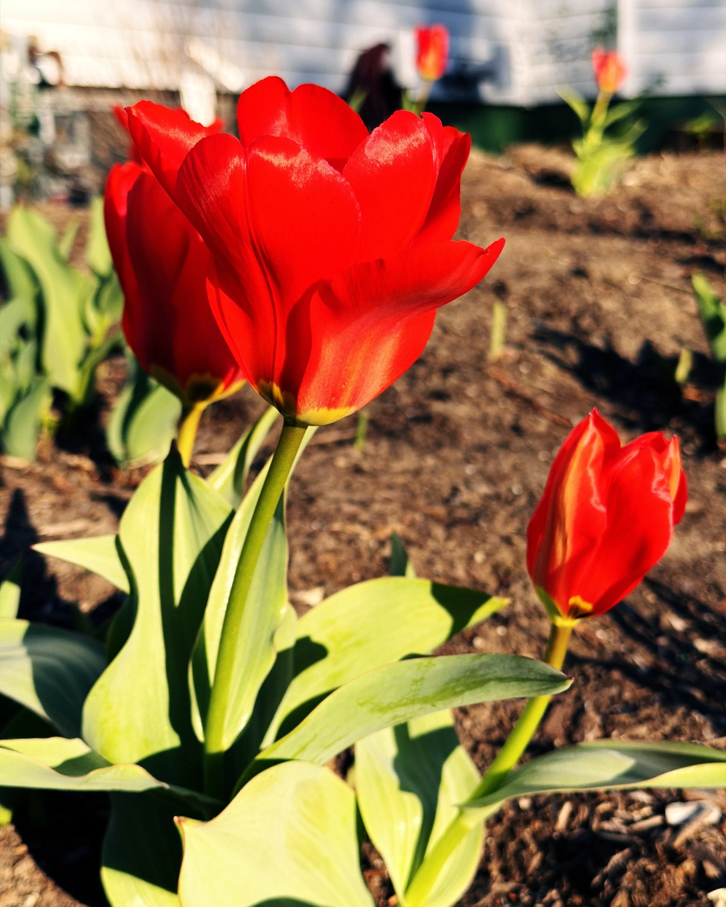 May Spring News!