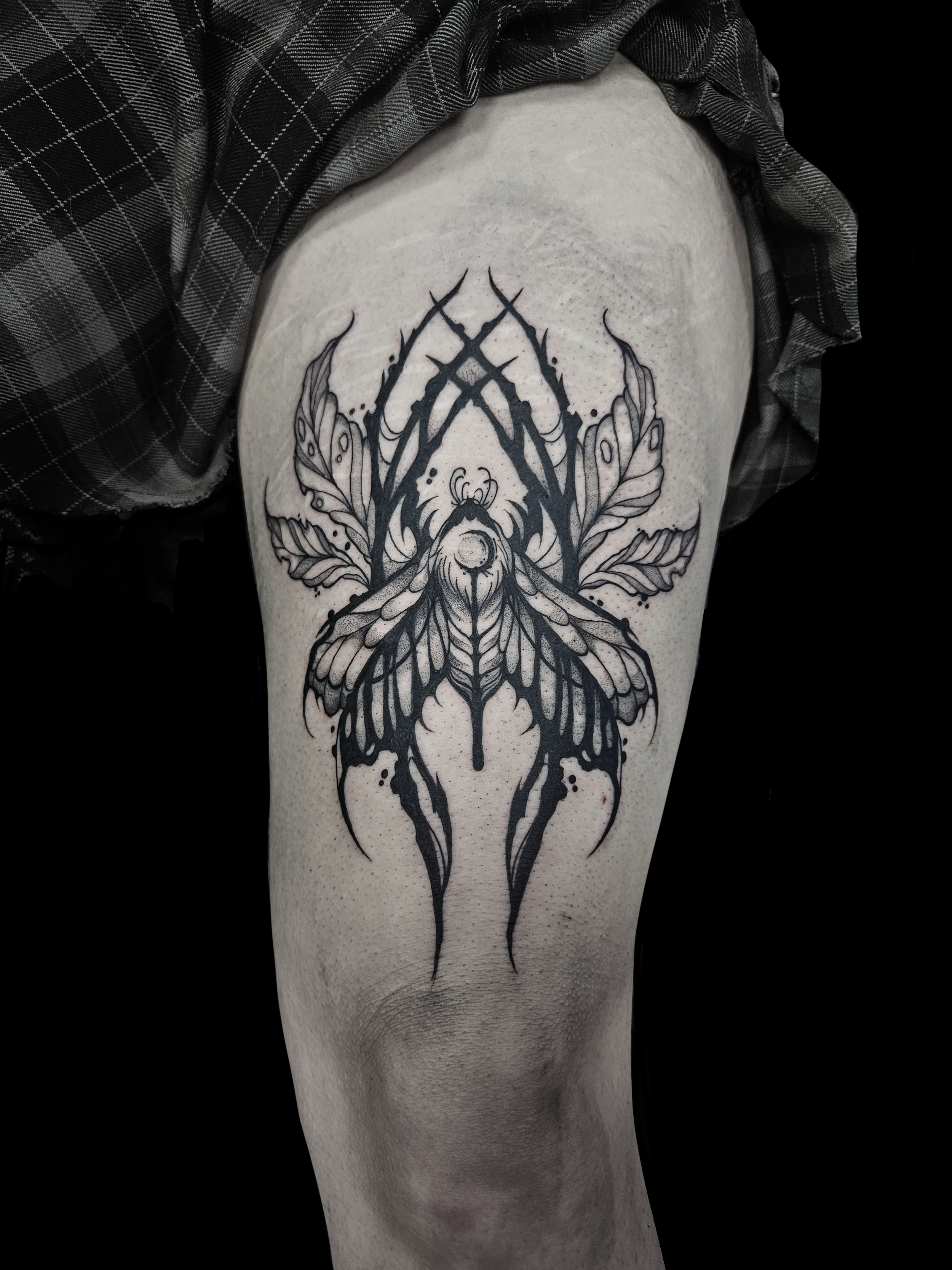 Moth Ornamental