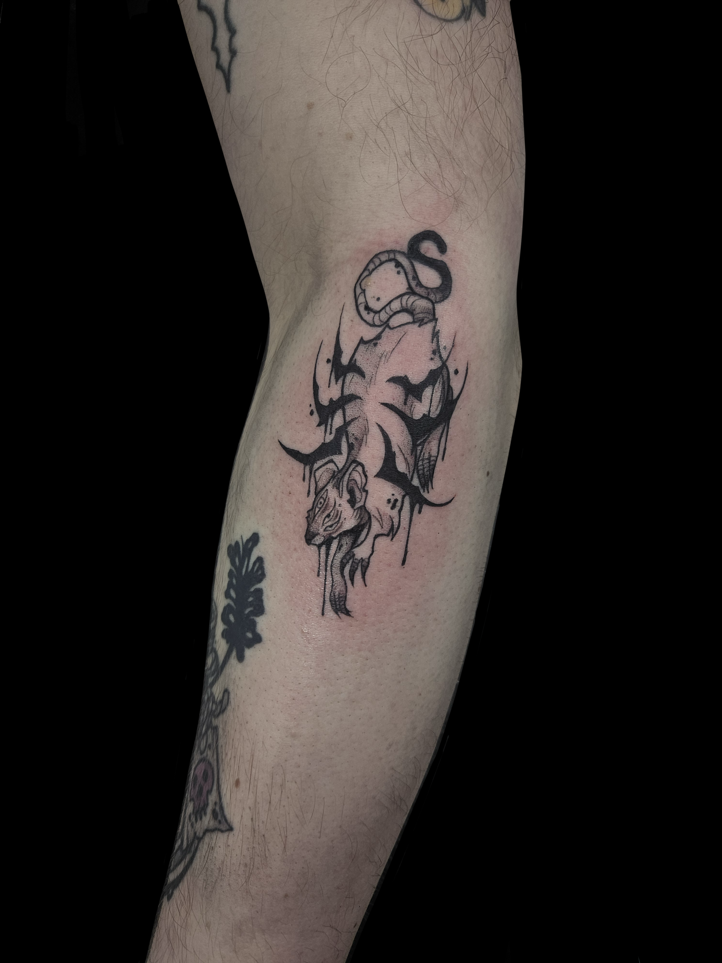 Rat