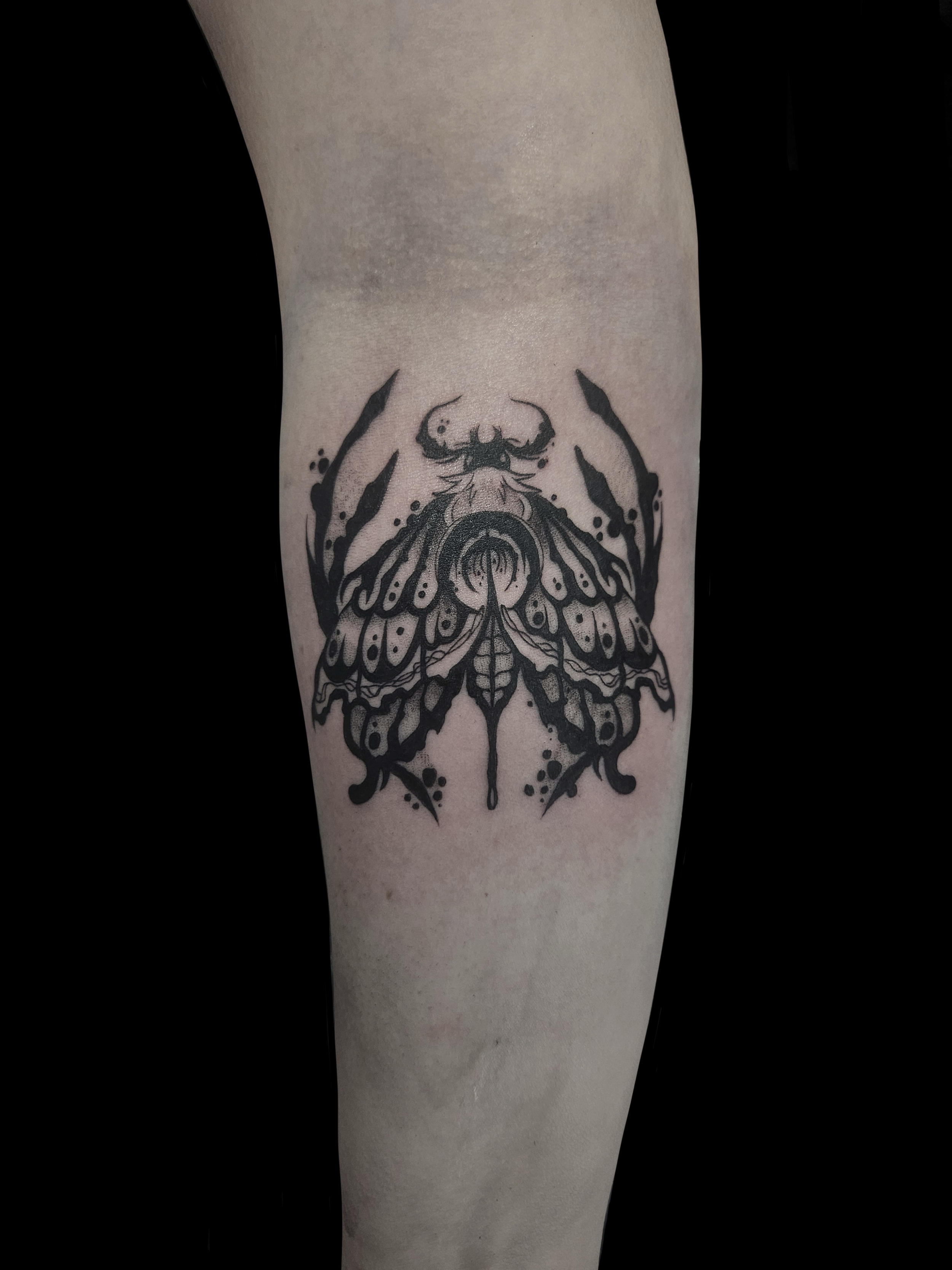 Moth