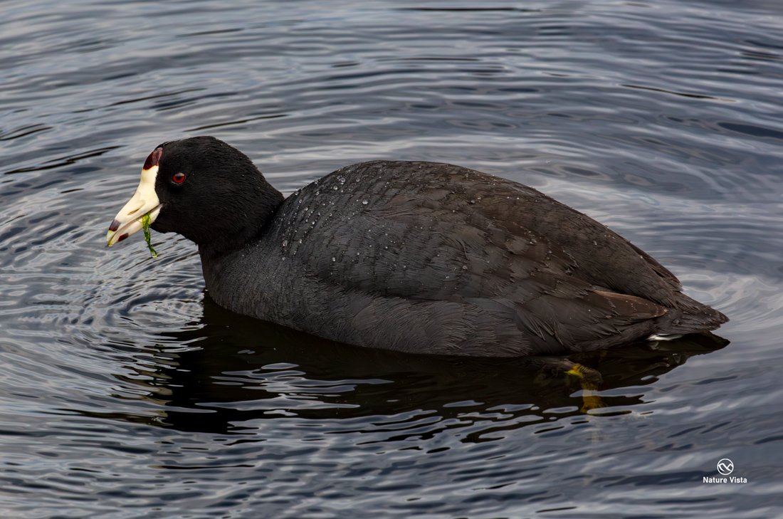 Sweetwater Wetland Park, Arizona