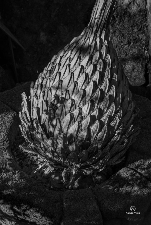 Arizona Sonora Desert Museum, Arizona