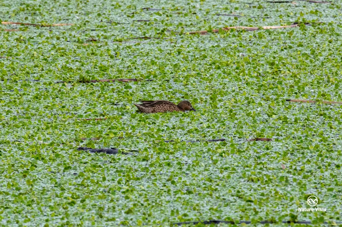 Sweetwater Wetland Park, Arizona