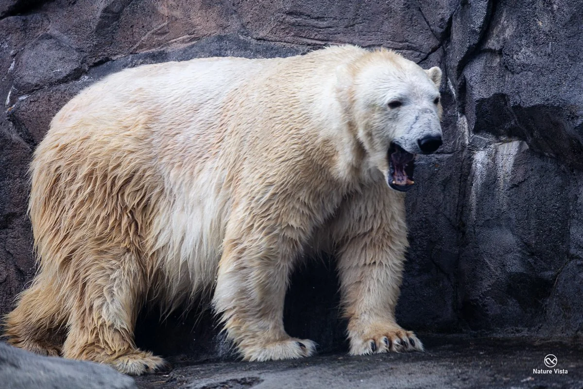 Alaska Zoo, Anchorage, Alaska