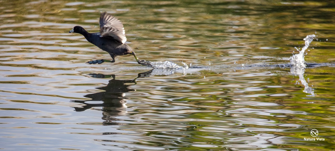 Sweetwater Wetland Park, Arizona
