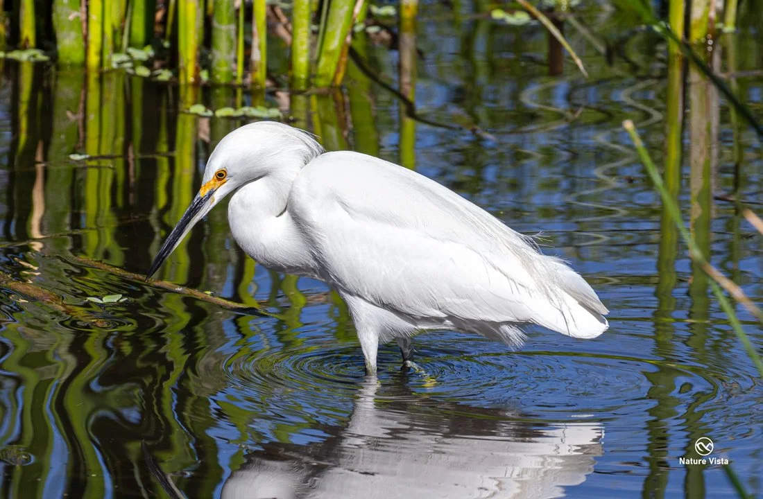 Sweetwater Wetlands Park, Arizona