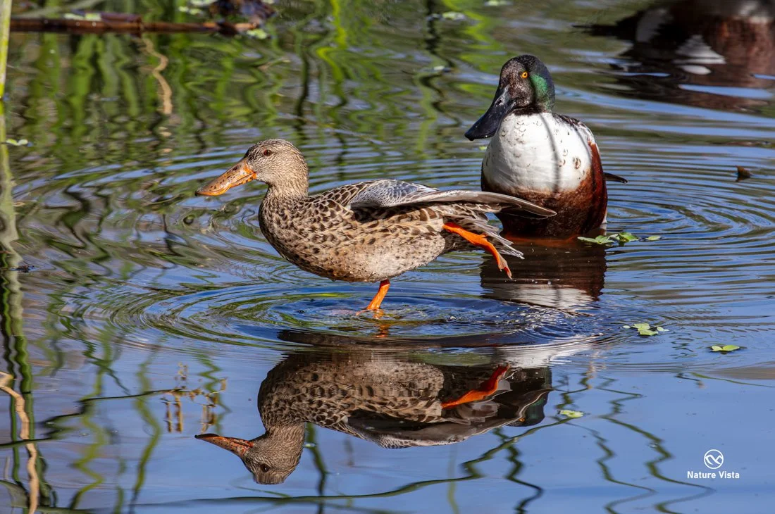 Sweetwater Wetland Park, Arizona
