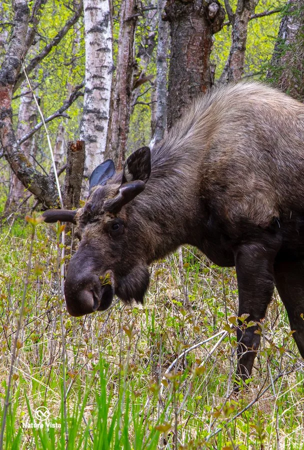 Anchorage, Alaska